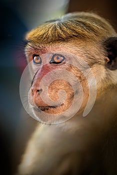 Macaque (Macaca)