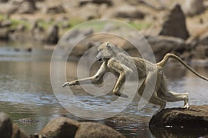 Macaque (Macaca fascicularis) jumping from rock to rock photo