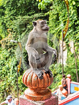 Macaque Macaca fascicularis monkey in Batu Caves, Kuala Lumpur, Malaysia