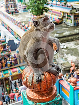 Macaque Macaca fascicularis monkey in Batu Caves, Kuala Lumpur, Malaysia