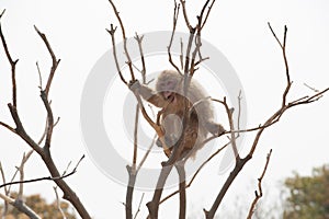 Macaque-Macaca mulatta