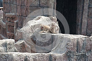 Macaque-Macaca mulatta