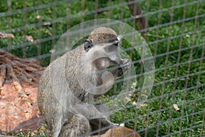 Macaque-Macaca mulatta