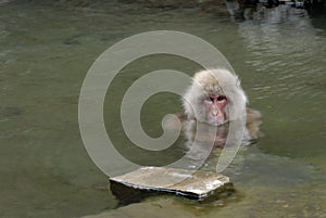 Macaque photo