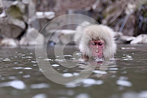 Macaque photo