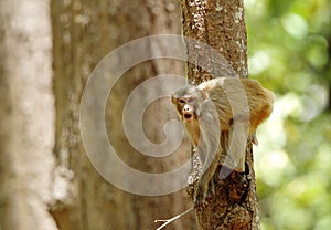 Macaque making faces