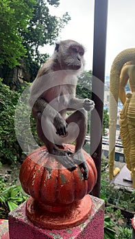 Macaque money checking feet sitting on post at batu Caves