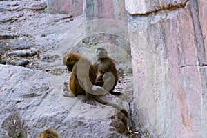 Macaque moneys at Nuremberg zoo