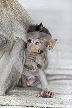 Macaque monkey