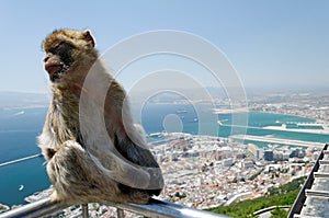 Macaque Monkey