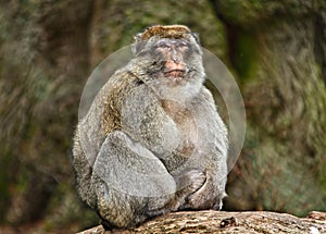 Macaque monkey