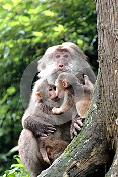 Macaque monkey