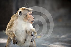 Macaque Monkey