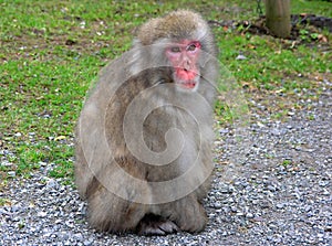 Macaque monkey