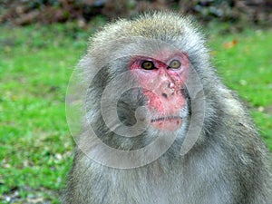 Macaque monkey