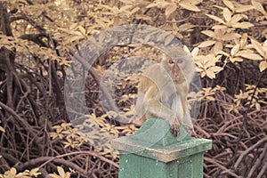 the macaque monkey activities at the mangrove forest park.