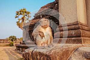 Macaque Monkey in Angkor Wat Temple in Cambodia