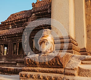 Macaque Monkey in Angkor Wat Temple in Cambodia