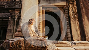 Macaque Monkey in Angkor Wat Temple in Cambodia