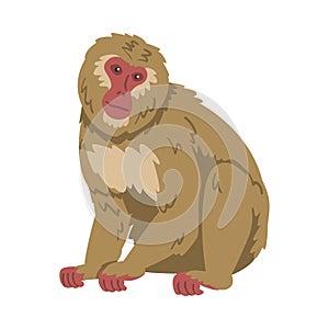 Macaque Monkey as Herbivorous Ape in Sitting Pose Vector Illustration