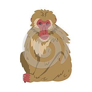 Macaque Monkey as Herbivorous Ape in Sitting Pose Vector Illustration