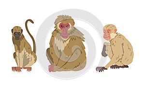 Macaque Monkey as Herbivorous Ape in Sitting Pose Vector Set