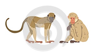 Macaque Monkey as Herbivorous Ape in Sitting Pose Vector Set