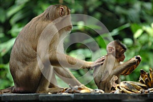 Macaque monkey with baby,borneo, asia
