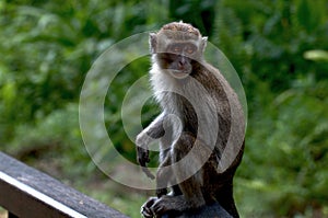 Macaque Monkey, Baco, Borneo, Malaysia photo