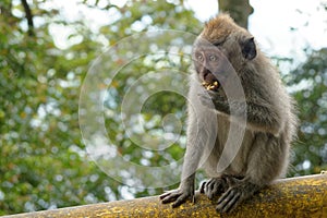 Macaque Monkey in Bali