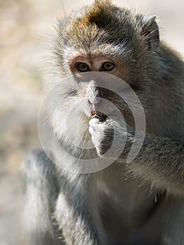 Macaque monkey in Bali