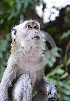 Macaque Monkey at Batu Caves, Kuala Lumpur