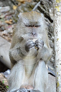 Macaque Monkey at Batu Caves, Kuala Lumpur