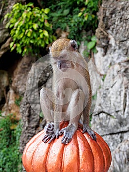 Macaque monkey at Batu Caves, Kuala Lumpur, Malaysia