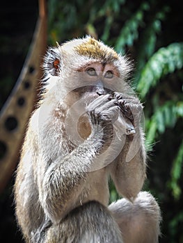 Macaque Monkey at Batu Caves, Kuala Lumpur, Malaysia