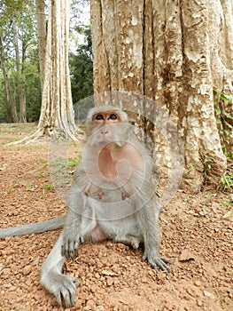 Macaque Monkey in Cambodia