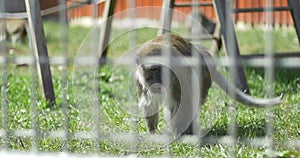Macaque Monkey in Captivity