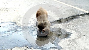 A macaque monkey drinking out of a puddle on a street