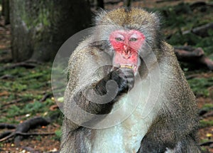 Macaque monkey eating banana