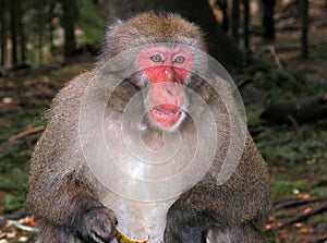 Macaque monkey eating banana