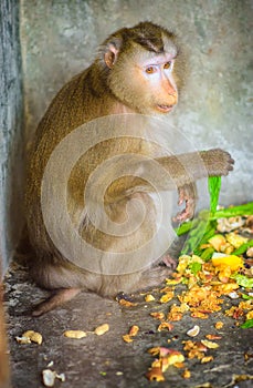 Macaque monkey eating at the Beijing Zoo