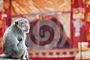 Macaque monkey facial portrait