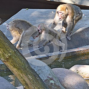 Macaque monkey family, children and parents, parenting