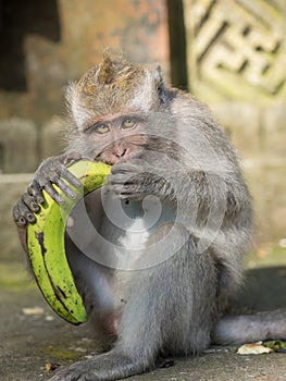 Macaque monkey feeding in Bali