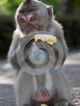Macaque monkey feeding in Bali