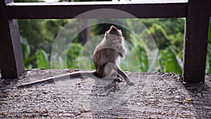 Macaque Monkey feeding it& x27;s Infant Baby, Monkey Forest