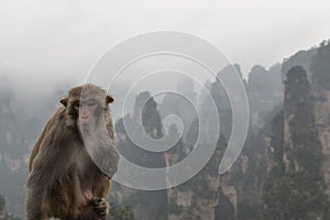 Macaque Monkey in front of the Zhangjiajie mountains in Wulingyuan national park, Hunan - China