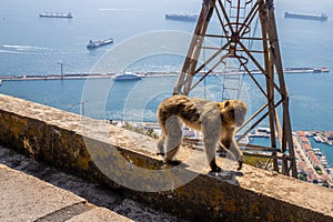 Macaque Monkey in Gibraltar rock - view on sea