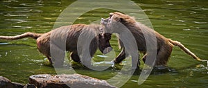 A macaque monkey group in a zoo in neunkirchen, copy space