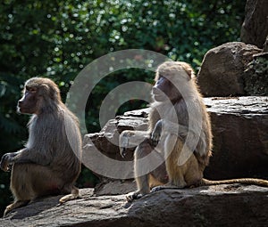 A macaque monkey group in a zoo in neunkirchen, copy space